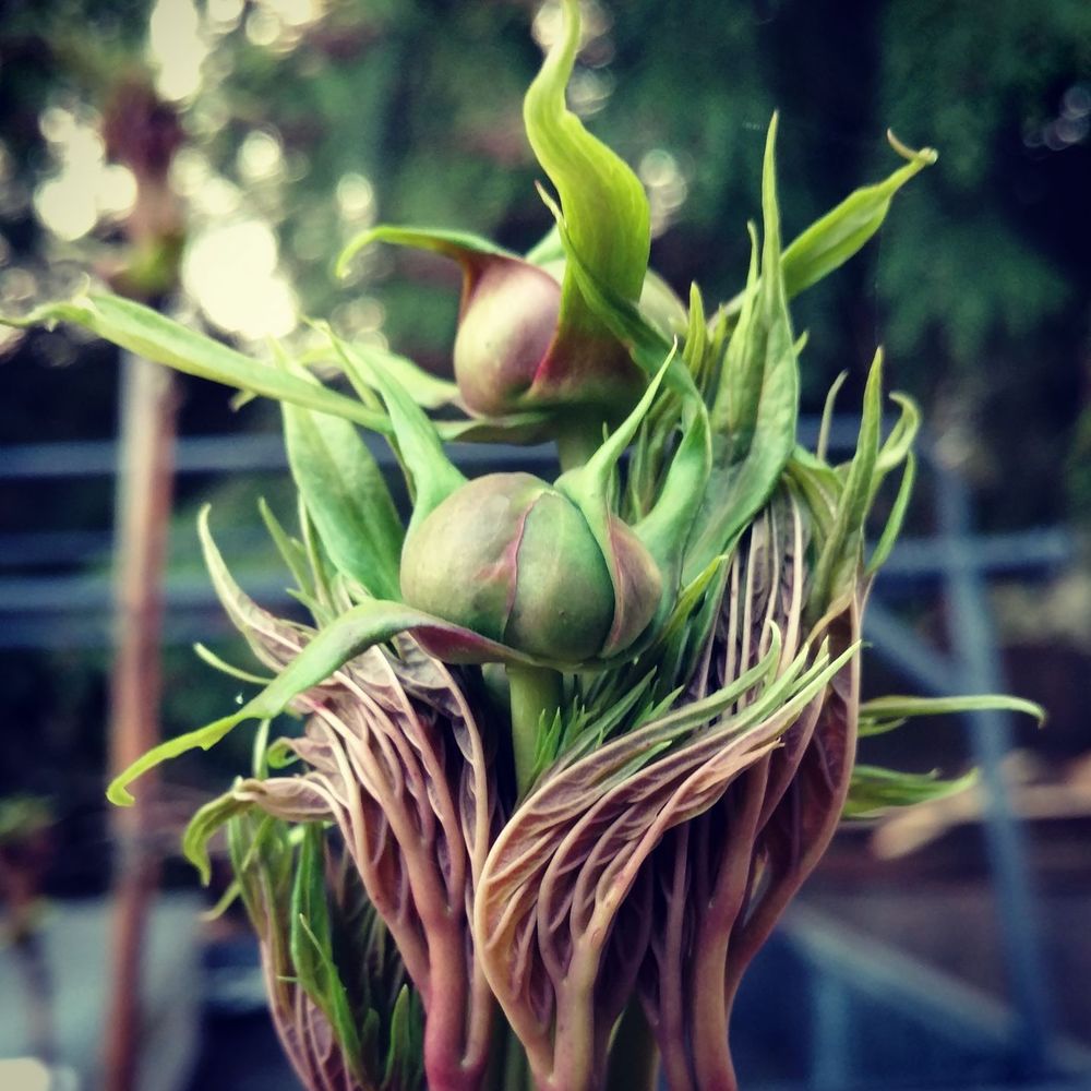 Meet your Posher, Shannon